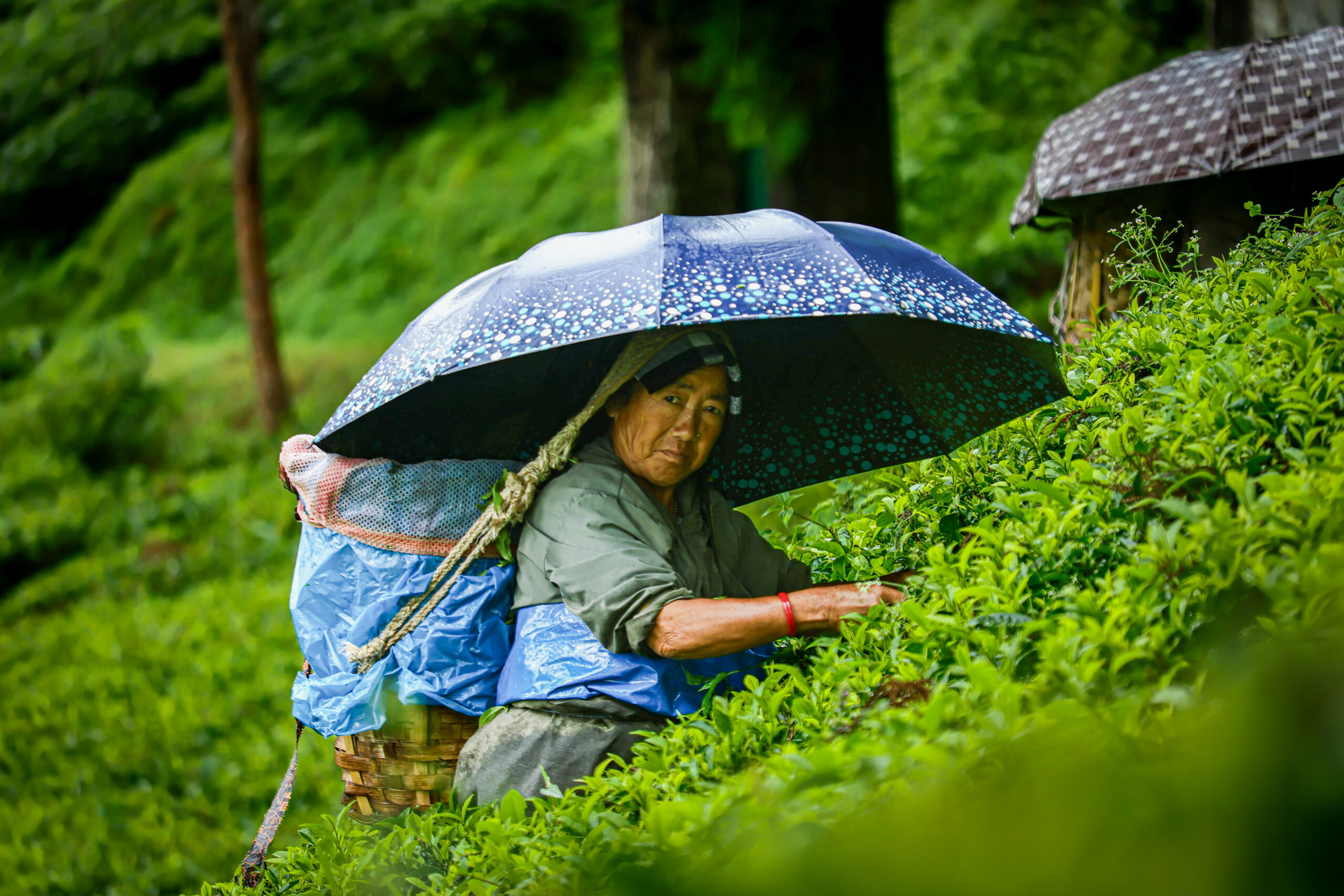 Tea plucking, Photo: Sudip Chanda 