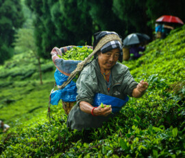 Tea plucking, Photo: Sudip Chanda